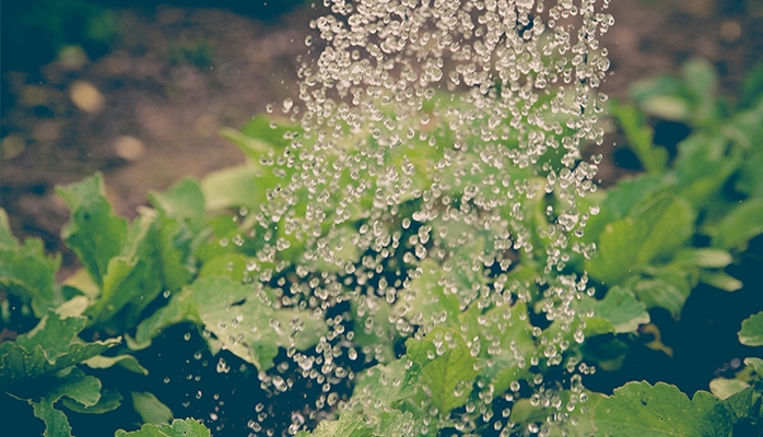 Demain : le biocontrôle, vers la fin des pesticides ?